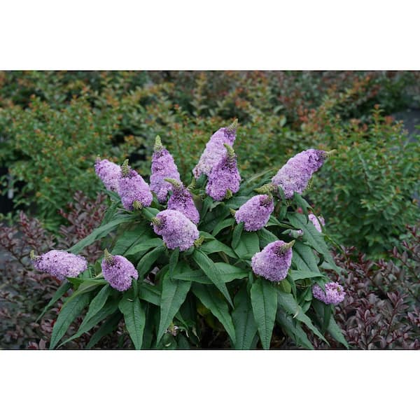 PROVEN WINNERS 1 Gal. Buddleia Pugster Amethyst Plant with Purple Blossoms in Grower pot