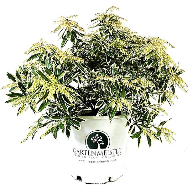 2 Gal. Flaming Silver Pieris Live Shrub with Bright Red Foliage