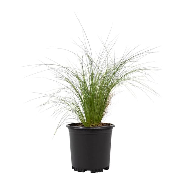 2 QT. Ornamental Nasella Mexican Feather Grass Garden Perennial Shrub Plant in Grower Pot