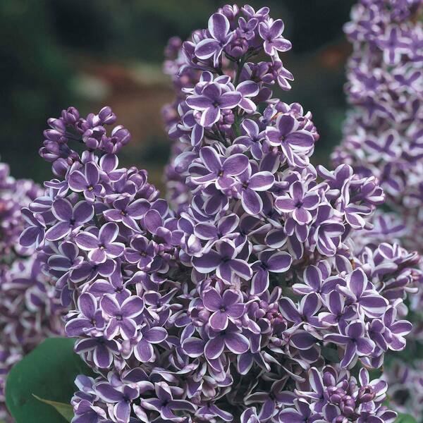 Spring Hill Nurseries 2 in. Pot Sensation Lilac (Syringa), Live Deciduous Plant with White and Purple Flowering Shrub (1-Pack)