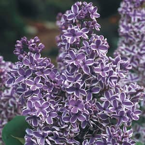 2.50 Qt. Pot, Sensation Lilac (Syringa) Shrub, Live Deciduous Flowering Plant (1-Pack)