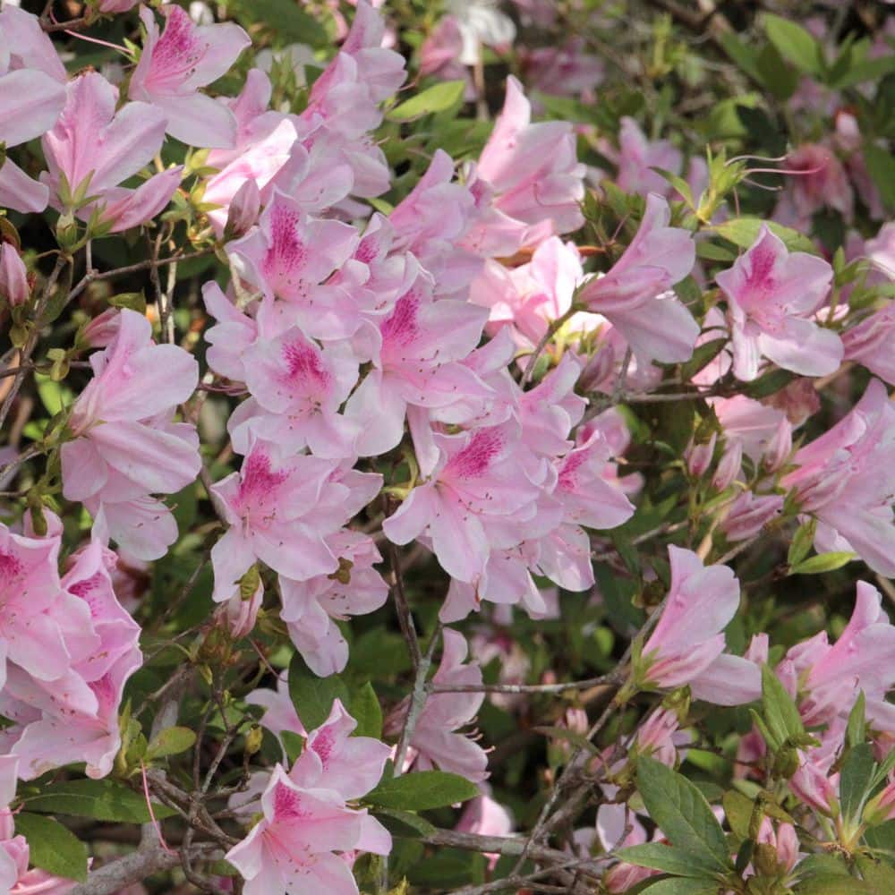 national PLANT NETWORK 1 Gal. Azalea George L Tabor Flowering Shrub ...
