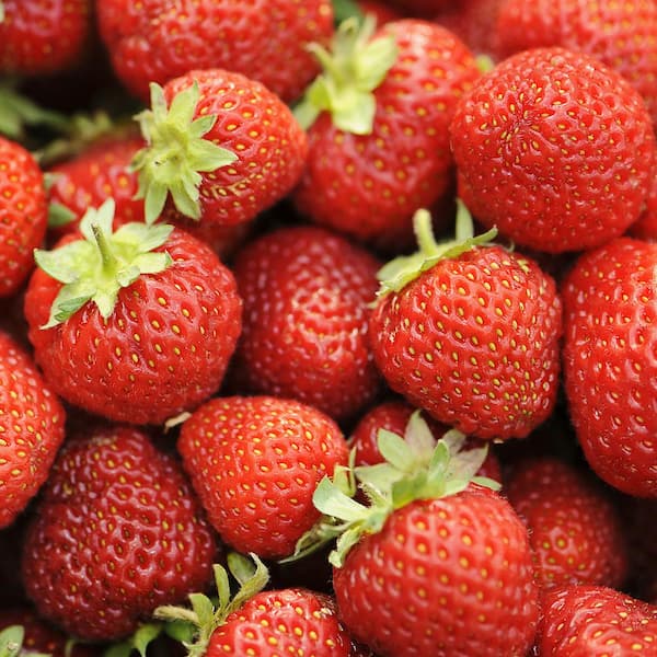 VAN ZYVERDEN Van Zyverden Junebearing Strawberries Honeoye (Set of 20) Plant Roots