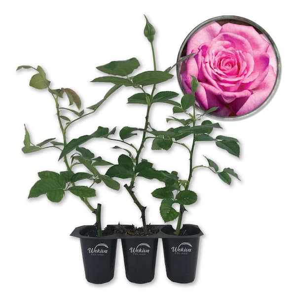 Beverly Rose Bush-3 Live Starter Plants in 2 in. Growers Pots-Beautifully Fragrant Hybrid Tea Rose