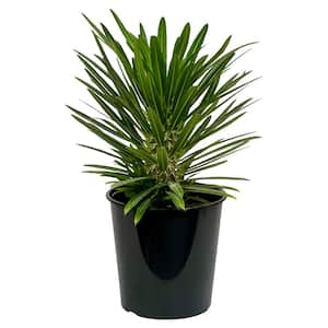 1.5 Gal. Cactus Pachypodium (Madagascar Palm) in 8.25 in. Grower's Pot