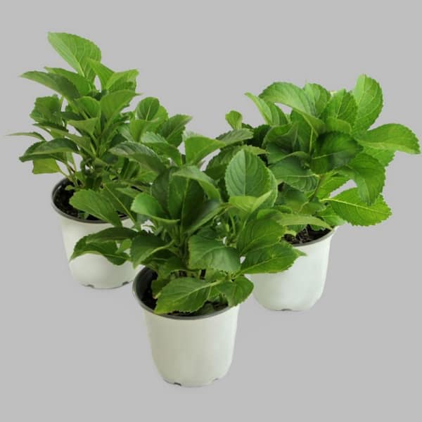 Cottage Farms Direct 0.5 Qt. Best Sellers Collection Hydrangeas Pistachio-LA Dreamin-Violet Crown Shrub Multi-Colored (3-Piece)