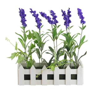 11.75 in. Artificial Flowering Lavender Plant in White Picket Fence Container