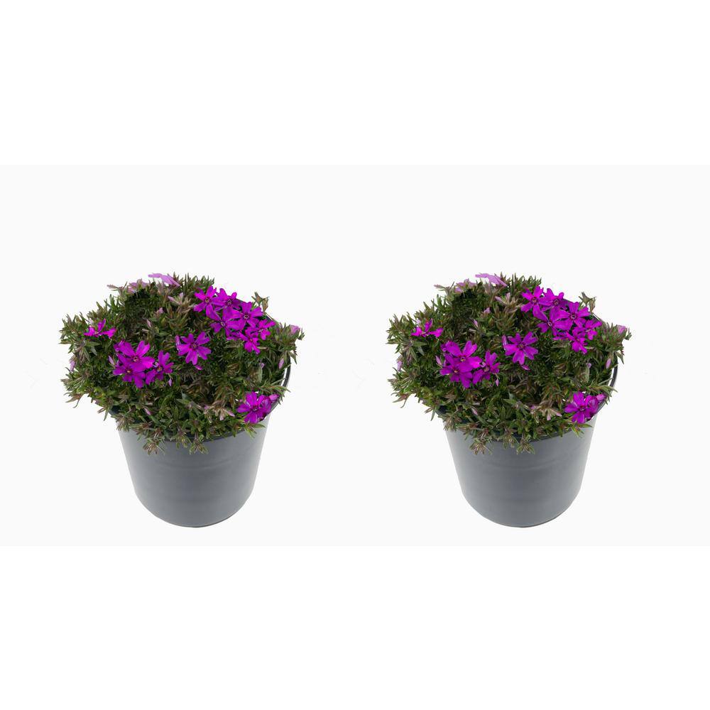 2.5 Qt. Perennial Phlox Subulata Spring Purple (2-Pack)