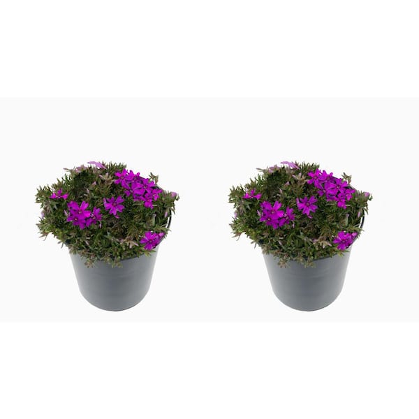 Unbranded 2.5 Qt. Perennial Phlox Subulata Spring Purple (2-Pack)