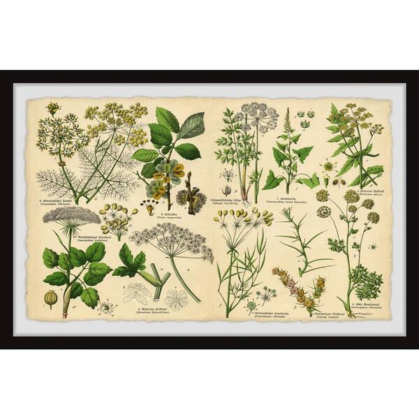 Unbranded "Selinum Carvifolia" by Marmont Hill Framed Nature Art Print 24 in. x 36 in.
