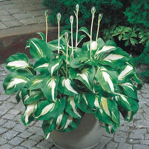 2.50 Qt. Pot, Mediovariegata Hosta Potted Perennial Plant (1-Pack)