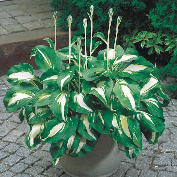 Spring Hill Nurseries 1 Gal. Pot, Mediovariegata Hosta Potted Perennial Plant (1-Pack)