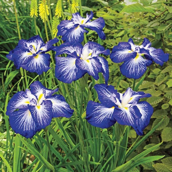 Spring Hill Nurseries Gusto Japanese Iris Dormant Bare Root