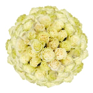 200 Stems of White with Creamy Center Mondial Roses- Fresh Flower Delivery