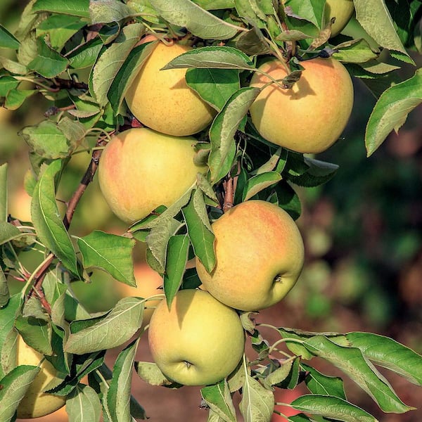 ripe yellow apples 18795255 PNG