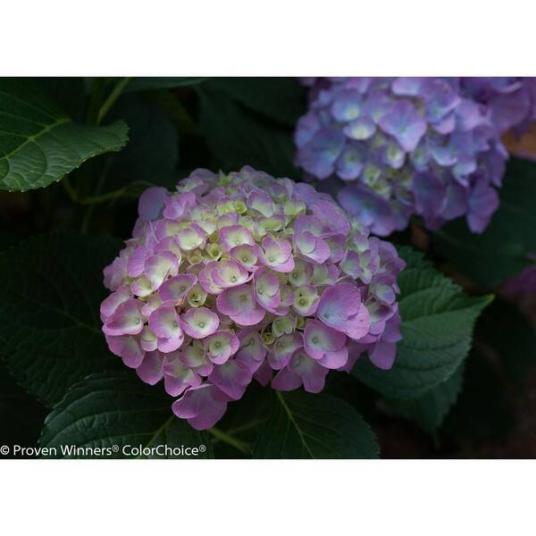 PROVEN WINNERS 4.5 in. qt. Cityline Berlin Bigleaf Hydrangea (Macrophylla) Live Shrub, Blue, Pink and Green Flowers