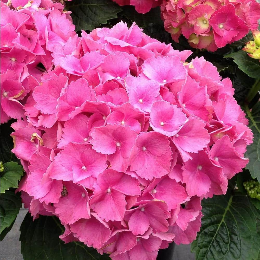 Hydrangea4937　0203 Blue Hydrangea - TF129-1 ($69.26)