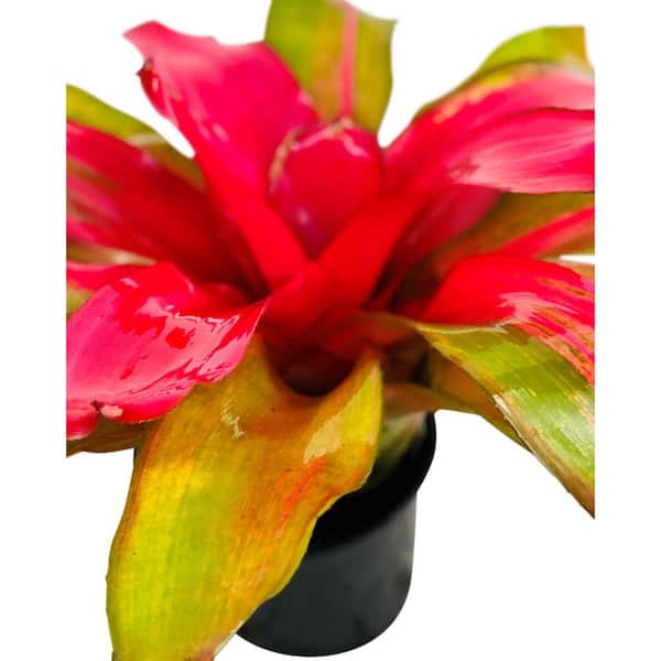 2.5 Qt. Bromeliad Neoregelia Plant Donna in 6.33 In. Grower's Pot (2-Plants)