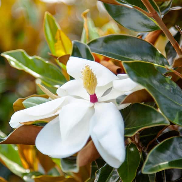 4-5ft. Talll Bracken's Brown Southern Magnolia, Large Fragrant