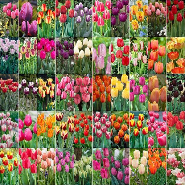 Bloomsz Collectors Masterpiece Tulip Blend Bulbs (50-Pack)