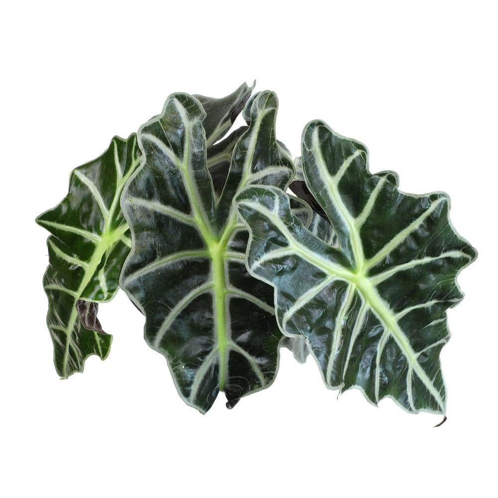 Alocasia Polly 24" Indoor/Outdoor Plant in Black Plastic Pot