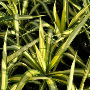1 Gal. 'Gold Sword' Yucca Shrub Plants (4-Pack)