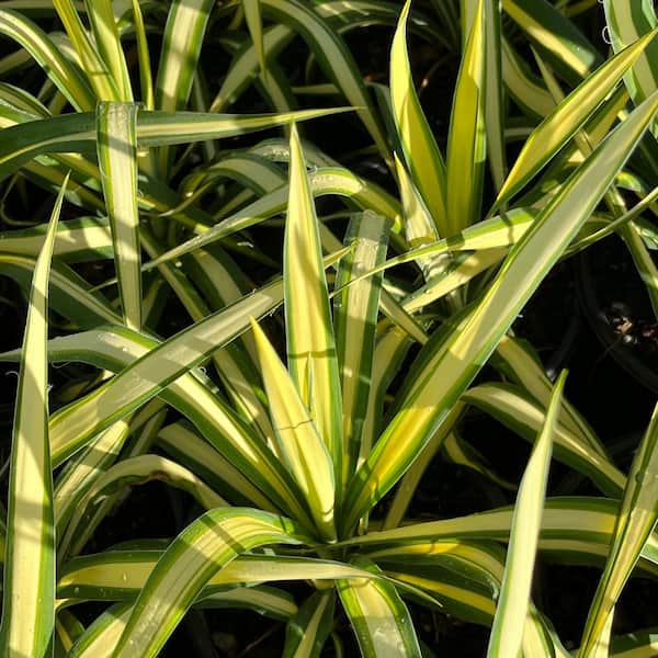 Alder & Oak #1 Container Gold Sword Yucca Shrub Plants (4-Pack)