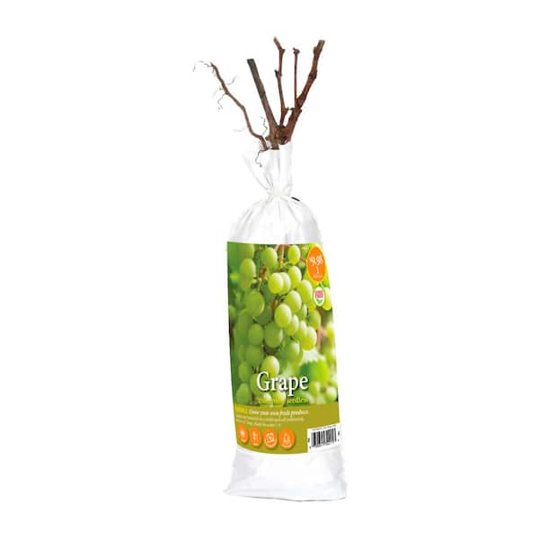 VAN ZYVERDEN INC Grape Thompson Seedless Plant (1-Pack)