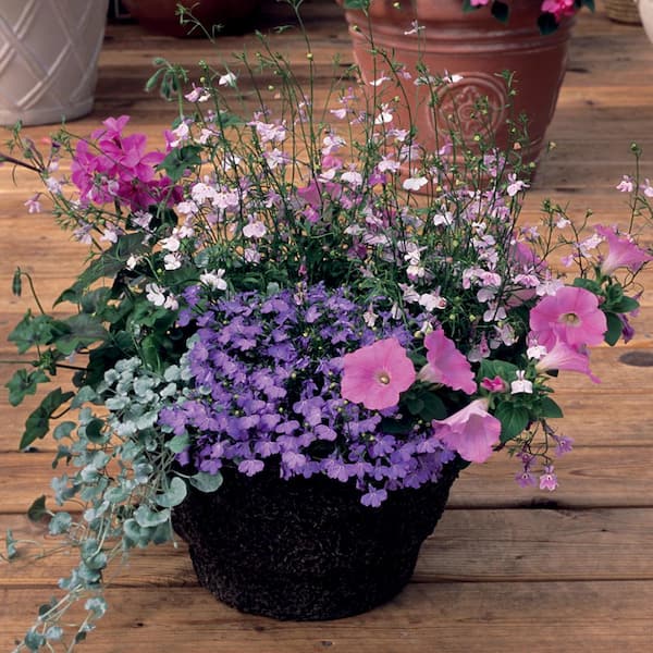 ALTMAN PLANTS 2.9 Gal Quartzite Plant Assorted Annual Mix