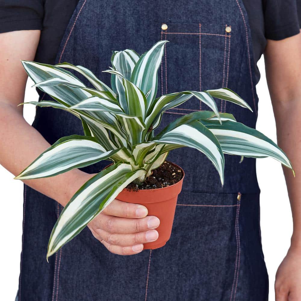 Dracaena White Jewel Indoor/Outdoor Plant in 4" Pot