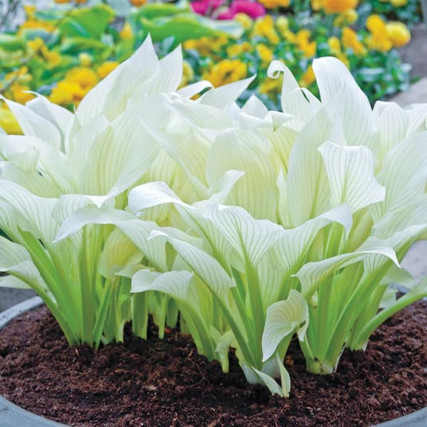 Spring Hill Nurseries White to Green Foliage Filigree Hosta Perennial Live Bareroot Plant (1-Pack)