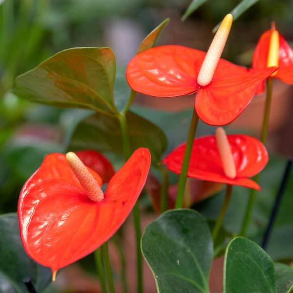 national PLANT NETWORK Lace Leaf Anthurium Aren't You Orange Plant in 6 in. Grower Container
