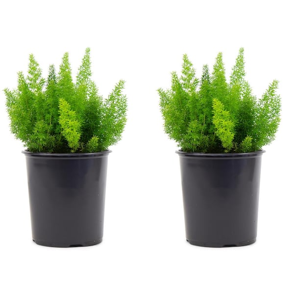 Pure Beauty Farms 2.5 Qt. Foxtail Fern Plant in 6.33 In. Grower's Pot (2- Plants) DC1GFERNFOX2 - The Home Depot