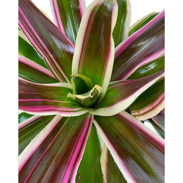 1.5 Qt. Bromeliad Neoregelia Plant Rafael in 6 In. Grower's Pot