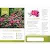 knock-out-rose-bushes-13155-40.2