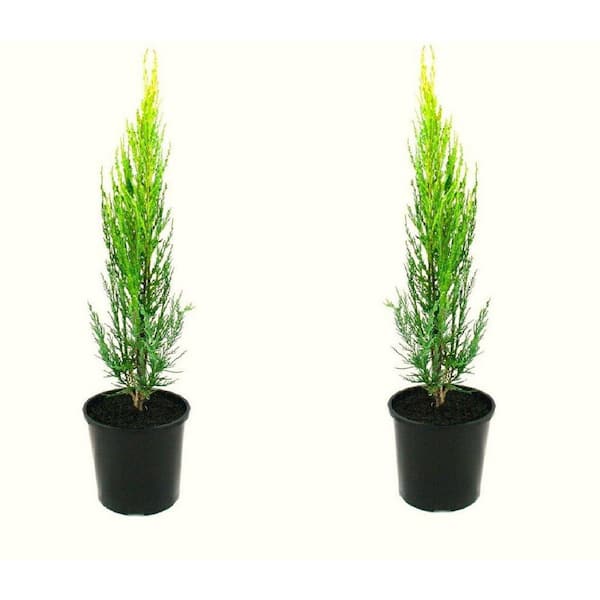 Unbranded 1 Gal. Skyrocket Juniper Shrub with Fast Growing Blue Foliage (2-Pack)