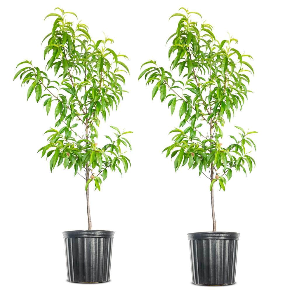 洋楽 Pollen. Peach tree. 5 Gal. Mid Pride Peach Tree PCHMID05G - The Home Depot