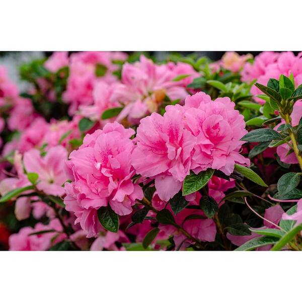ENCORE AZALEA 1 Gal. Autumn Carnation Azalea Live Reblooming