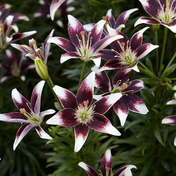 Lilies Bulbs Day and Night Collection (Set of 12)