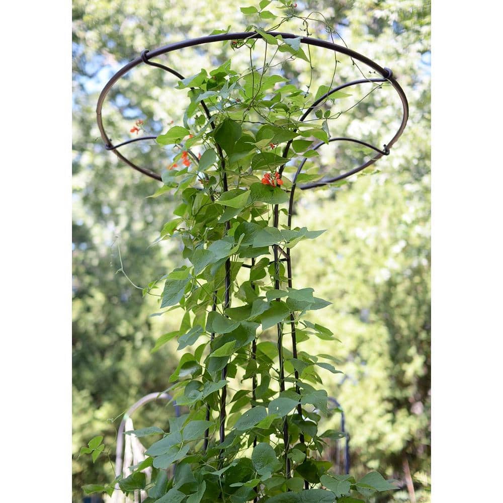 Roman Bronze 72-Inch Wrought Iron Trellis with Canopy