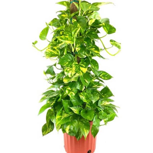 BELL NURSERY 2 Gal. Pothos Totem Plant in 10 in. Nursery Pot