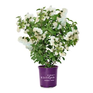 2 Gal. Opening Day Doublefile Viburnum Live Shrub with Bright White Flowers