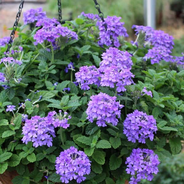 national PLANT NETWORK 4 in. EnduraScape Blue Improved Bloom