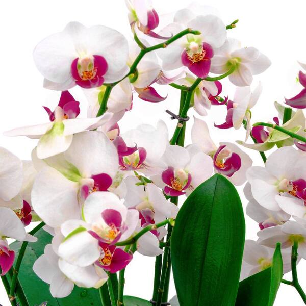 national PLANT NETWORK 5 in. Superior Multi-Stem Luminous White