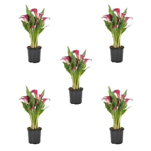 1.5 Pt. Red Calla Lily Perennial Plant (5-Pack)