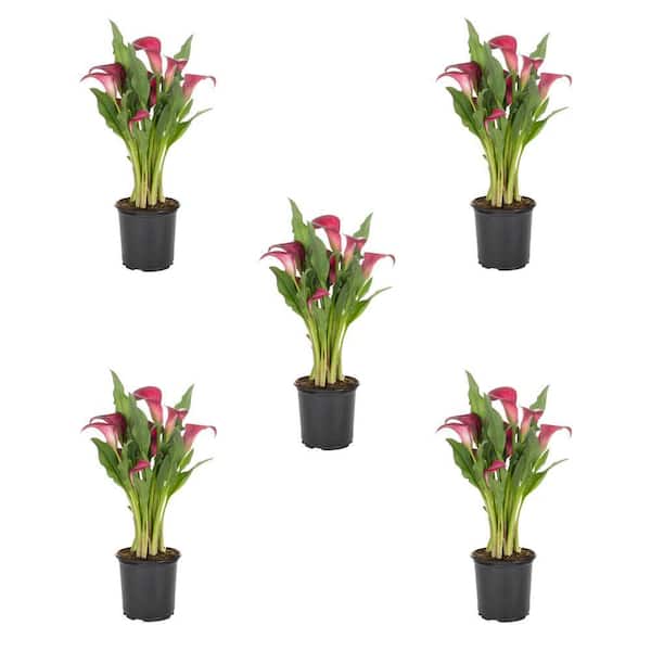 METROLINA GREENHOUSES 1.5 Pt. Red Calla Lily Perennial Plant (5-Pack)
