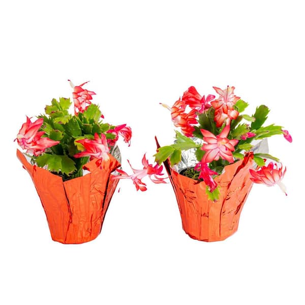 Grower's Choice Holiday Christmas Cactus in 4 in. Decor Pot Cover, Avg. Shipping Height 8 in. (2-Pack)