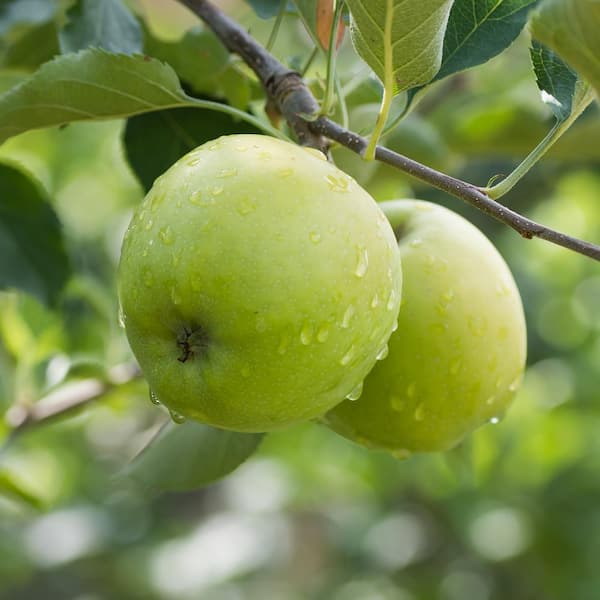 Dwarf Granny Smith Apple Tree - A true culinary delight for fresh eati –  Online Orchards