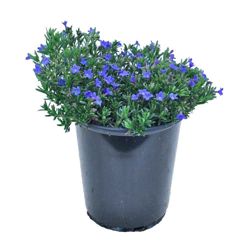 2.5 Qt. Blue Perennial Lithodora