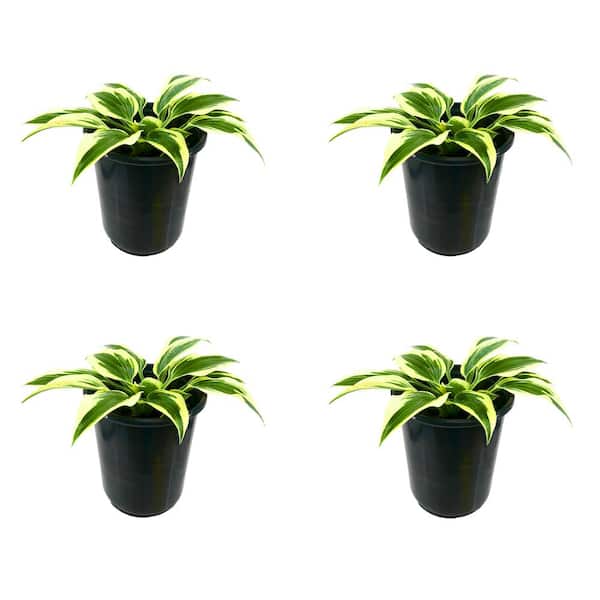 Unbranded 2.5 qt. Perennial Hosta Firn Line (4-Pack)